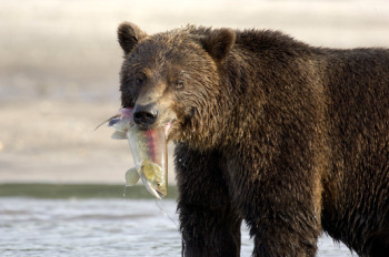 Bear on Kurilskoye Lake