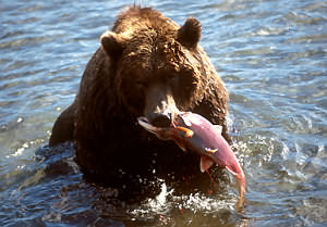 Bear fishing. 