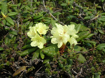 Rhododendrons.