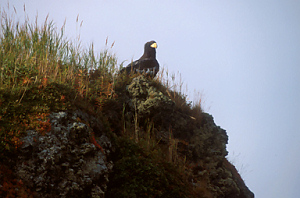Steller sea eagle.